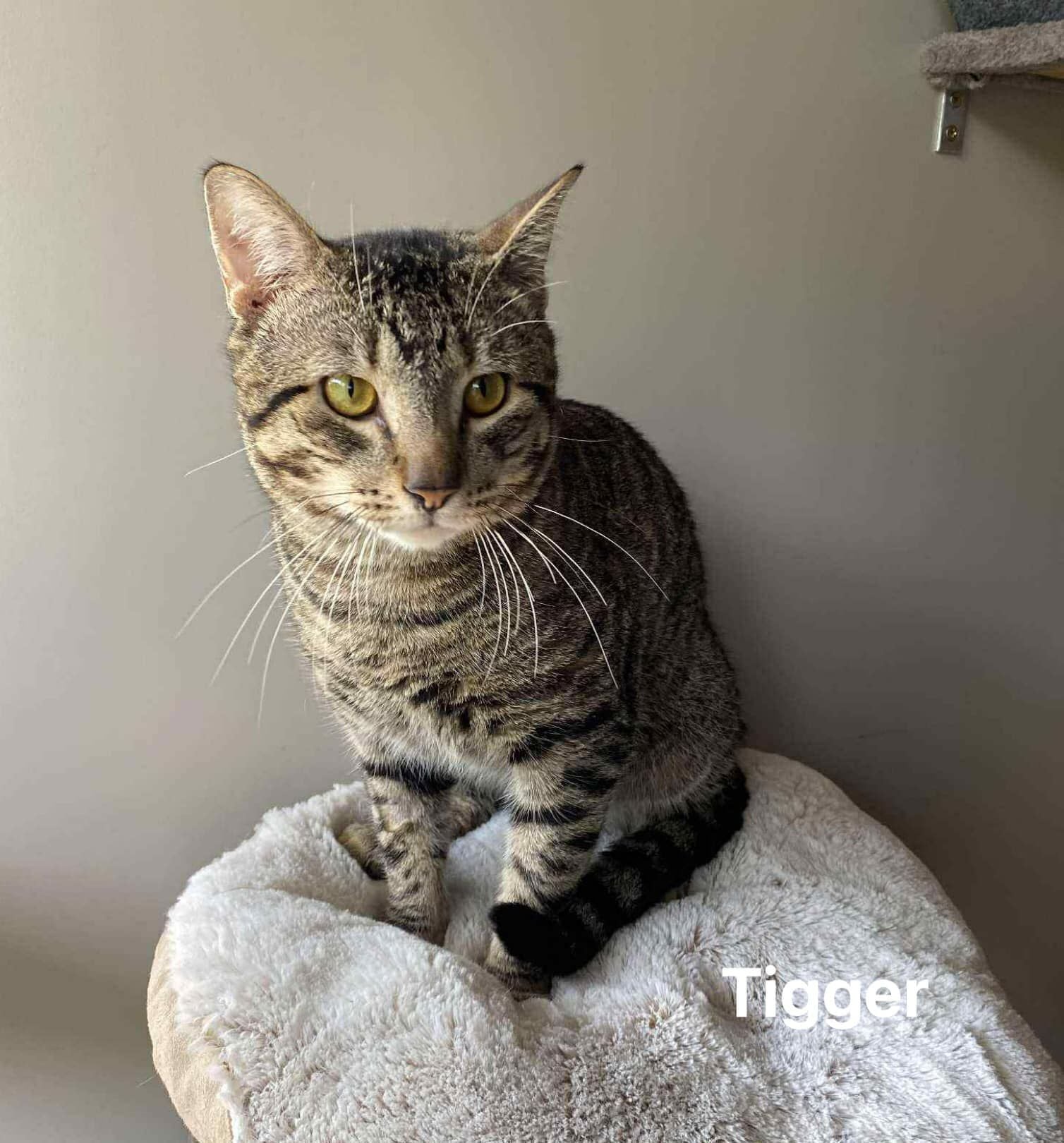 Tigger Tigger
